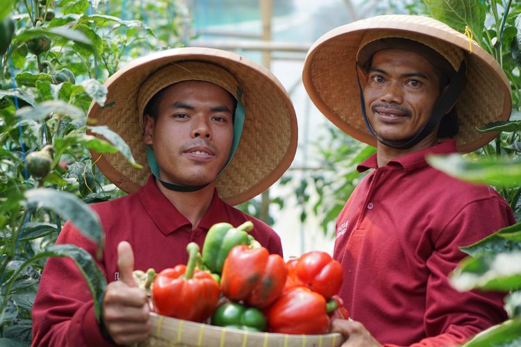 Intervensi dari sektor swasta melalui kemitraan menjadi angin segar bagi para petani dalam mengatasi berbagai kendala yang dialami mereka.  
