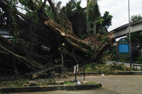TMII: Kerugian akibat Pohon Tumbang hingga Rp 4 Miliar 