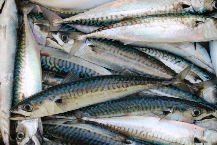 Ikan bonito adalah bahan pembuatan makanan langka asal Jepang, shio katsuo.