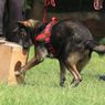 Anjing Terlatih Bisa Mendeteksi Virus Corona