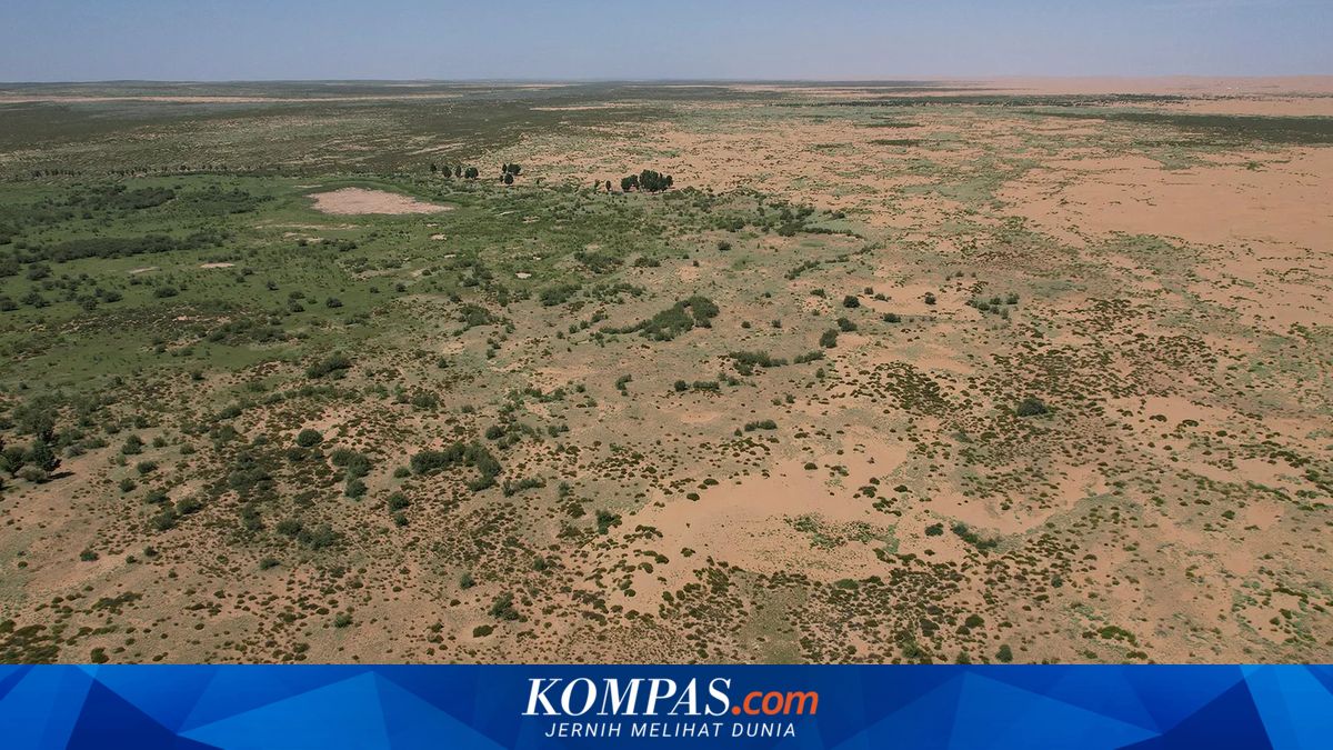 China Tanam 66 Miliar Pohon, Pertumbuhan Tumbuh 66% Lebih Cepat dari Hutan Alami