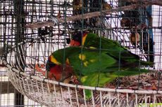 Penyelundupan Sepasang Burung Perkici Dora Digagalkan Balai Karantina Pertanian Gorontalo
