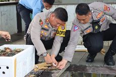 Hendak Diselundupkan ke Tarakan, 2 Ton Kepiting Ilegal Diamankan di Bulungan