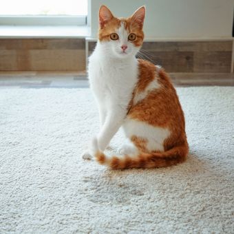 Ilustrasi kucing kencing di karpet, urine kucing di karpet.