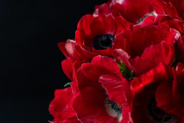 Ilustrasi bunga anemone merah.