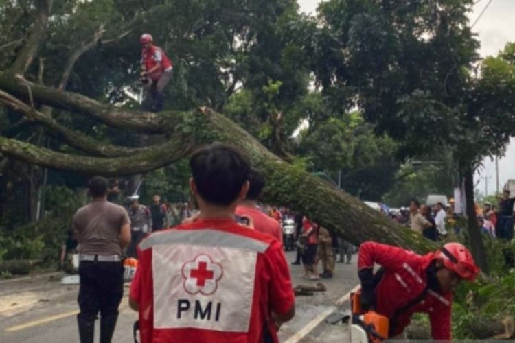Petugas gabungan Palang Merah Indonesia dan BPBD Cianjur, Jawa Barat, melakukan penanganan cepat pohon tumbang yang menutup jalan utama Cianur-Sukabumi, beberapa waktu lalu.