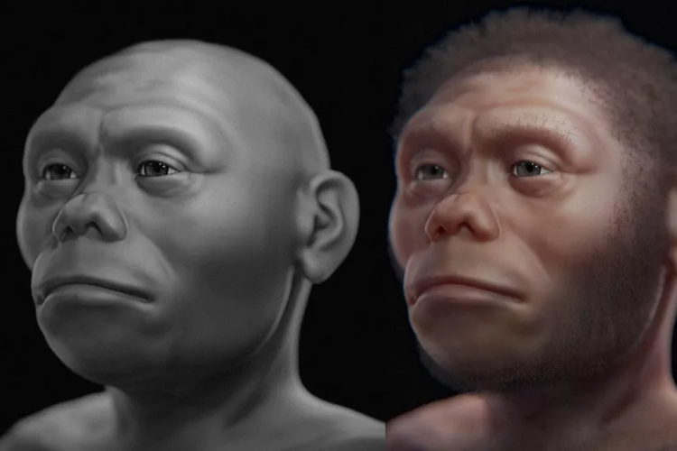 Ilustrasi baru wajah Homo floresiensis yang juga dikenal sebagai manusia Hobbit asal Flores, Indonesia.