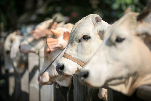 Kisah Unik Sapi-sapi Jokowi, Tidur di Karpet Jutaan Rupiah, Mandi Siang agar Tak Masuk Angin