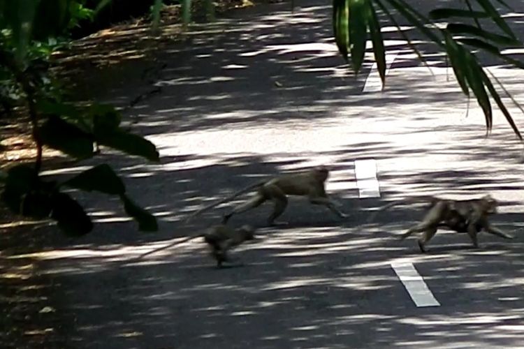 Kawanan monyet ekor panjang menyebrang jalan di Kalurahan Purwodadi, Kapanewon Tepus, Gunungkidul.
