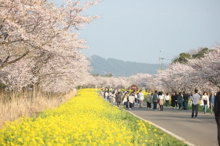 Seogwipo Canola Flower International Walking Festival di Pulau Jeju, Korea Selatan. 