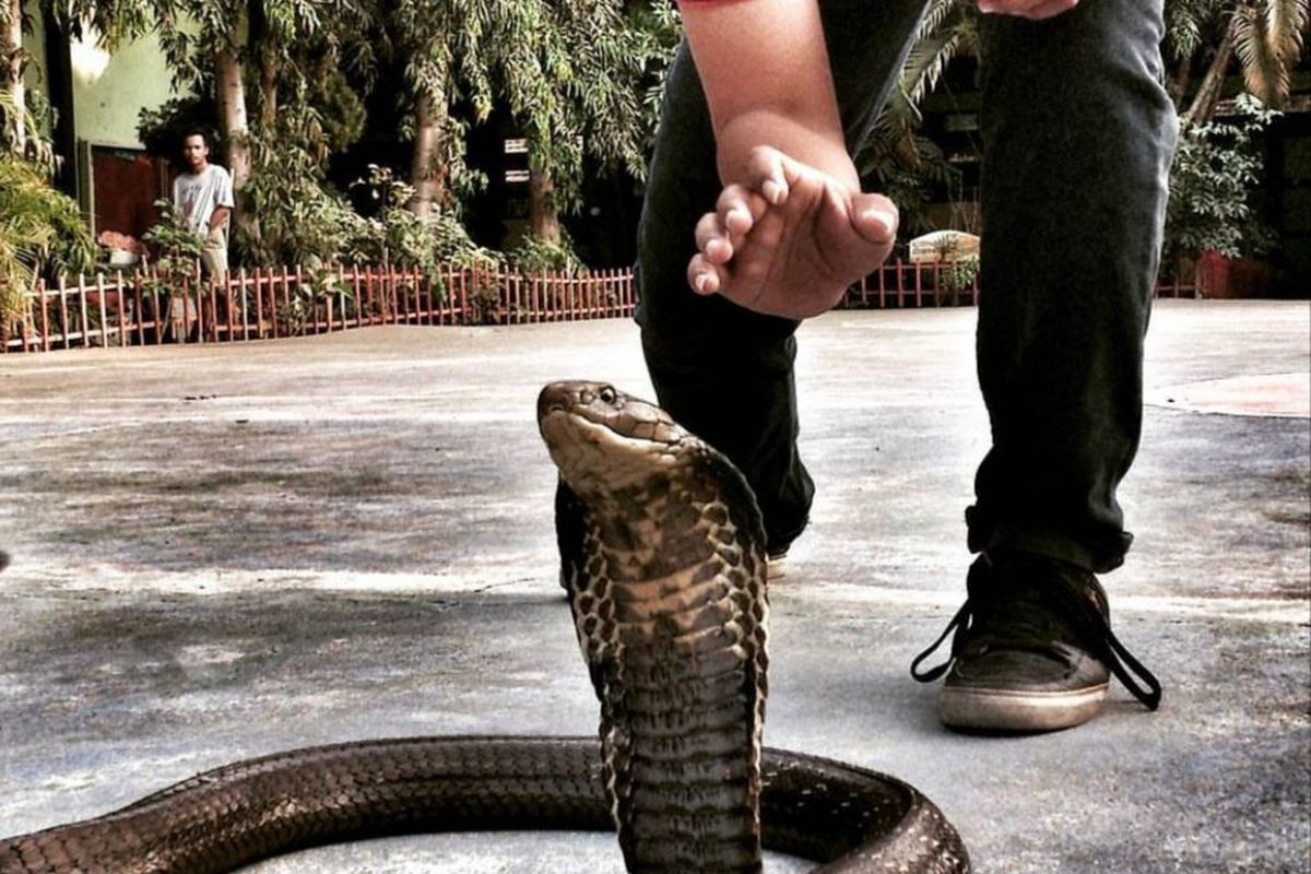 Penyelamatan ular oleh Banyuwangi Reptile Community