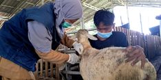 Jelang Idul Adha, Dompet Dhuafa Gandeng Puskeswan Lakukan Vaksinasi Hewan Kurban