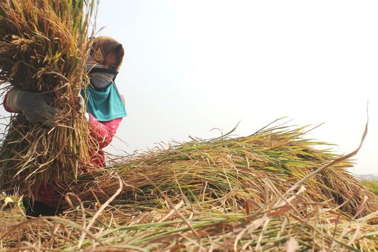 Seorang petani di Cianjur, Jawa Barat tengah melaksanakan panen padi. Dinas Pertanian setempat meminta petani untuk beralih ke palawija musim tanam selanjutnya karena musim kemarau diprediksi masih akan terus berlanjut