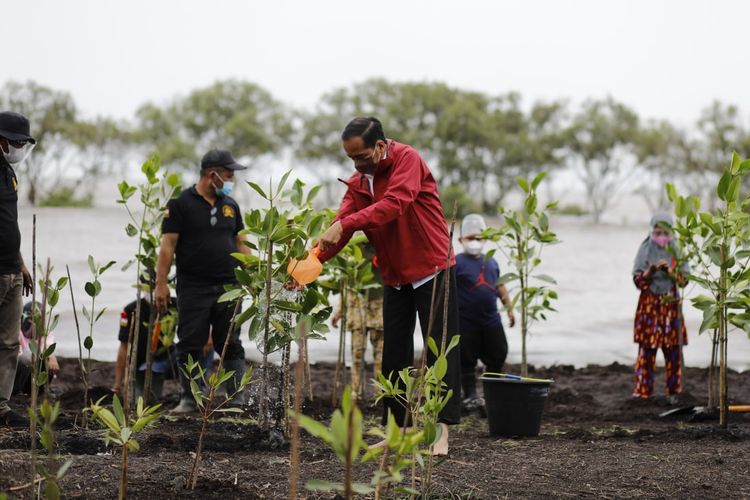 Presiden Jokowi tak mengenakan alas kaki saat menanam bibit mangrove bersama warga di kawasan Pantai Raja Kecik Desa Muntai, Kecamatan Bantan, Kabupaten Bengkalis, Riau, Selasa.
