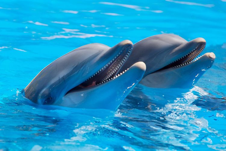 Ilustrasi lumba-lumba. Bahasa siul atau bersiul pada manusia, menurut studi baru bisa menjadi cara berkomunikasi dengan lumba-lumba. 