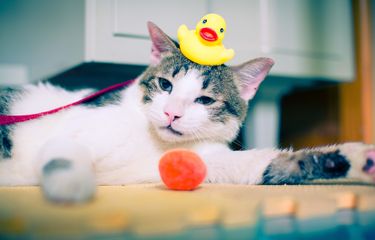 Ilustrasi kucing berlatih dan main dengan manusia.