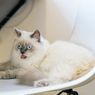 5 Penyebab Kotoran Kucing Lebih Bau dari Biasanya