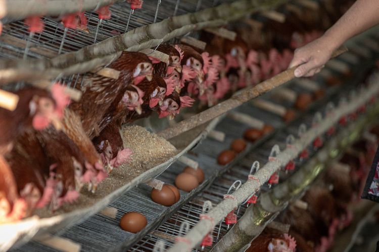 Peternak memberi pakan ke ayam ras petelur di sentra peternakan ayam petelur Desa Kalisidi, Kecamatan Ungaran Barat, Kabupaten Semarang, Jawa Tengah, Kamis (8/5/2025). Kementan akan memfasilitasi ekspor 1,6 juta butir telur per bulan ke Amerika Serikat dimana potensi produksi komoditas telur ayam ras nasional 2025 dapat mencapai 6,5 juta ton atau potensi surplus 288,7 ribu ton yang setara dengan lima miliar butir telur. 