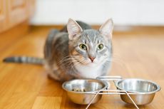 Berapa Lama Kucing Dapat Bertahan Hidup Tanpa Makanan?