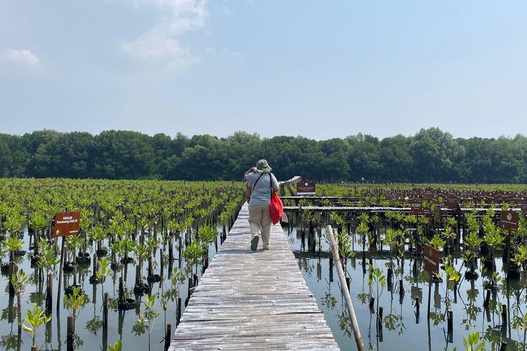 Kumpulan mangrove yang sudah ditanam di Taman Wisata Alam (TWA) Mangrove Angke Kapuk, Jakarta. 