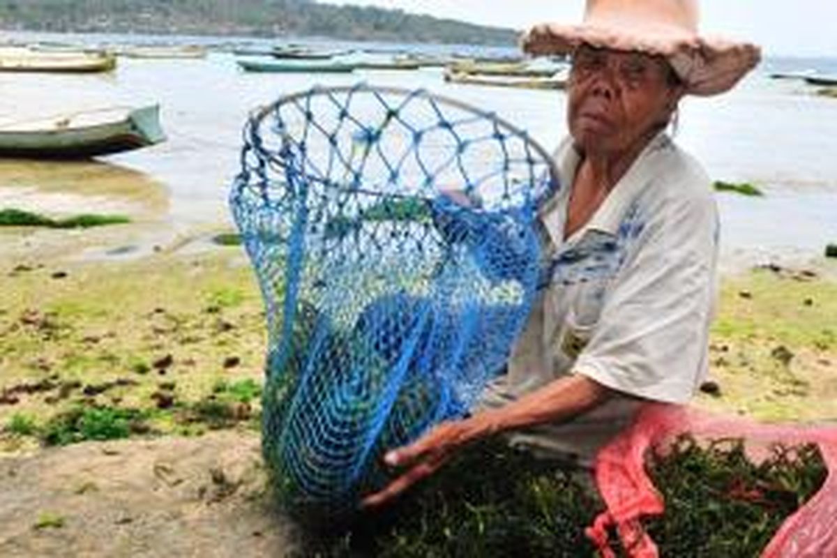 Petani rumput laut di Nusa Lembongan, Bali.