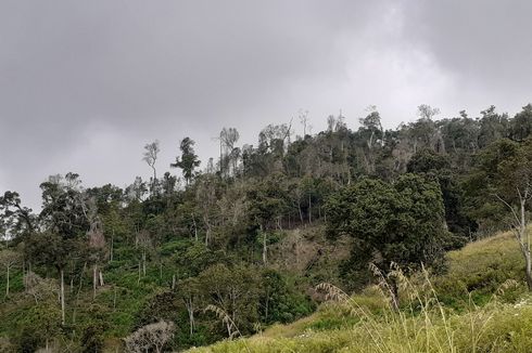 3.000 Hektar Hutan di NTT Rusak Ditebang Warga, Pemerintah Dinilai Tidak Tegas