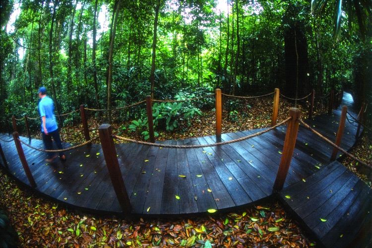 Rain forest di Singapore Botanic Gardens, Bukit Timah, Singapura.  