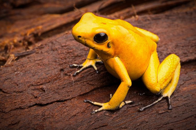 Phyllobates terribilis, penghasil Batrachotoxin, zat paling berbahaya di dunia