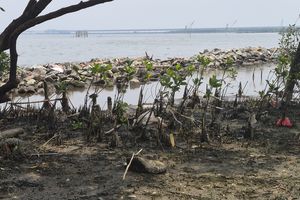 Menengok Pantai Marunda yang Terus Dihantui Rob, Mangrove Tak Selalu Jadi Penyelamat