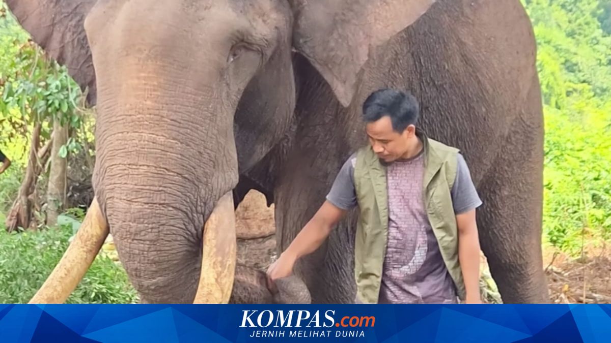 Gajah Indro Mati, Gajah Sumatera di Tesso Nilo Tersisa 147 Ekor