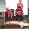 3 Ikan Arapaima Ditangkap Warga Usai Banjir Garut, KSDA: Ada Ancaman Pidana Bagi Pemiliknya