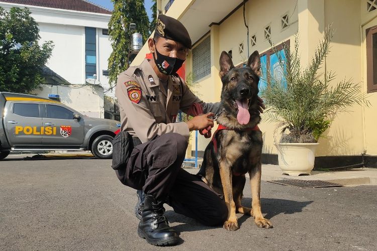 Aiptu Dwiyanto bersama Gringo, satwa pelacak baru pemberian Mabes Polri, di Mapolres Tegal Kota, Senin (20/7/2020)