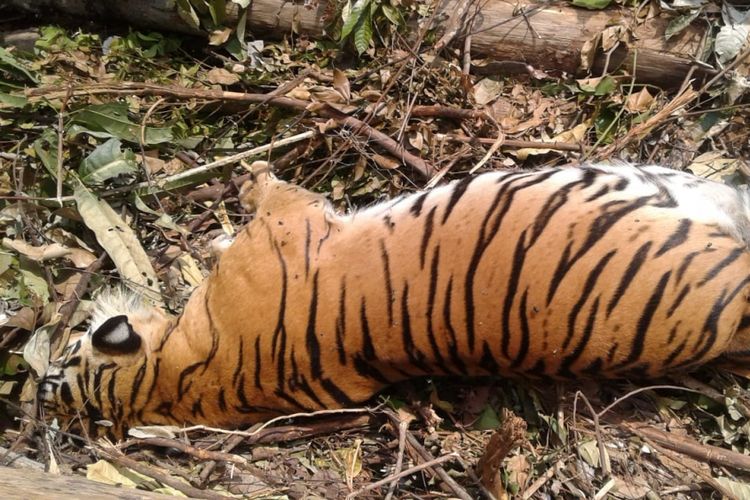 Harimau sumatera betina yang sedang bunting ditemukan mati akibat jeratan di Kabupaten Kuansing, Riau, Rabu (26/9/2018). Si raja hutan ini ditemukan mati tergantung di pinggir jurang dengan tali sling melilit di pinggangnya. Dok. BBKSDA Riau