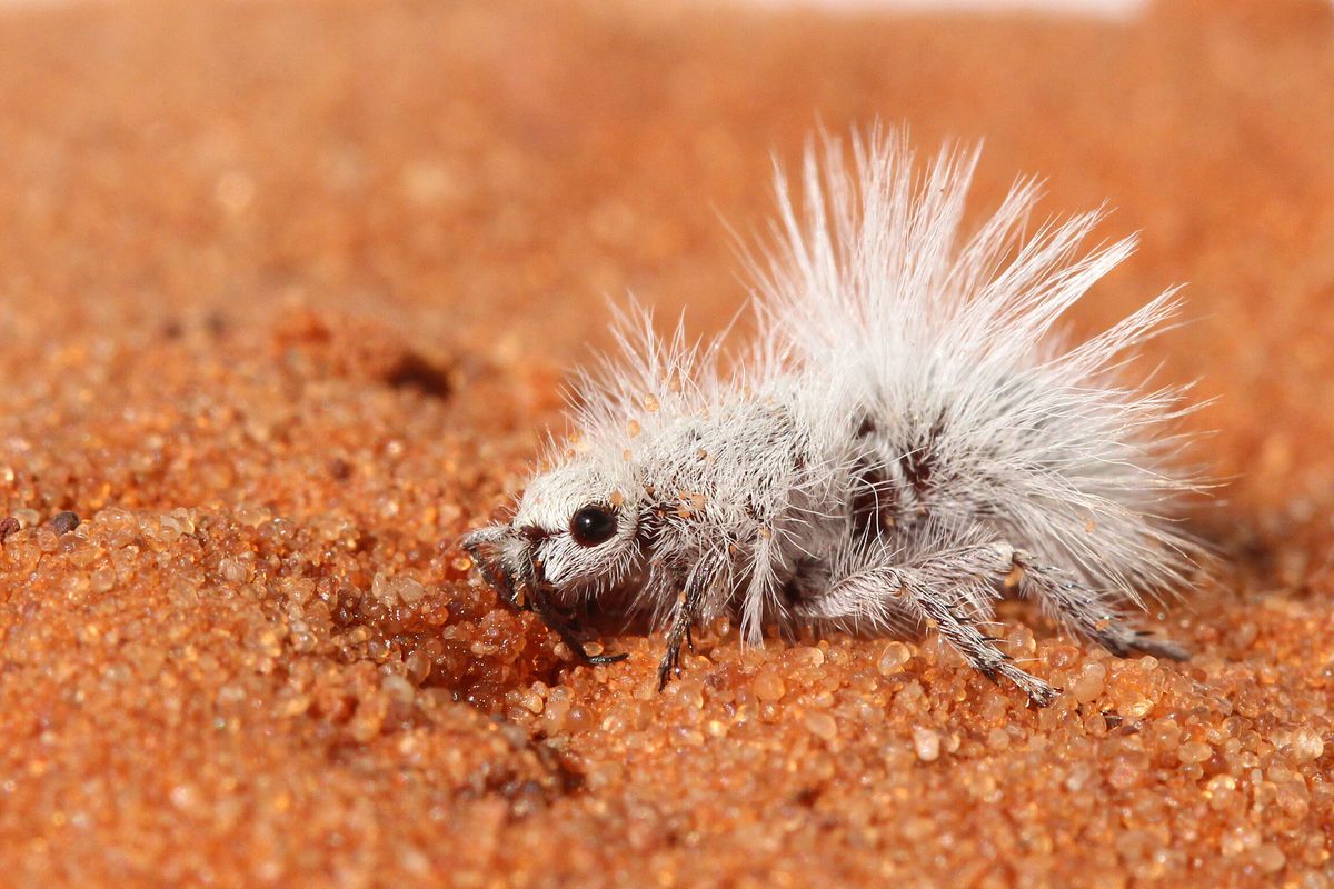 Serangga unik ini diselimuti bulu warna putih, semut beludru Thistle-down dari Amerika Utara ini menggunakan bulunya sebagai bentuk adaptasi pada lingkungan.