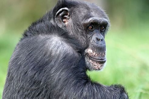 Simpanse Tertua Eropa Mati di Taman Safari Skotlandia