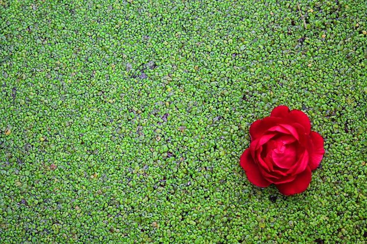 Ilustrasi tanaman air lemna