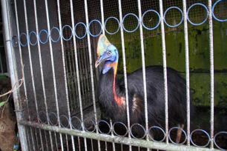 Burung Kasuari milik seorang mantan marinir dipelihara dalam sebuah kerangkang di Minahasa Utara, Sulawesi Utara.