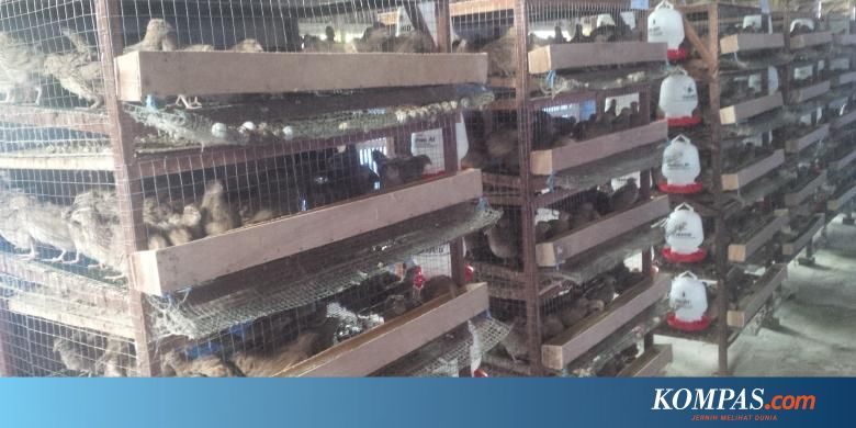 Mau Coba Beternak Di Tengah Kota Coba Burung Puyuh