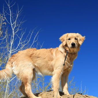 Ilustrasi anjing Golden retriever.
