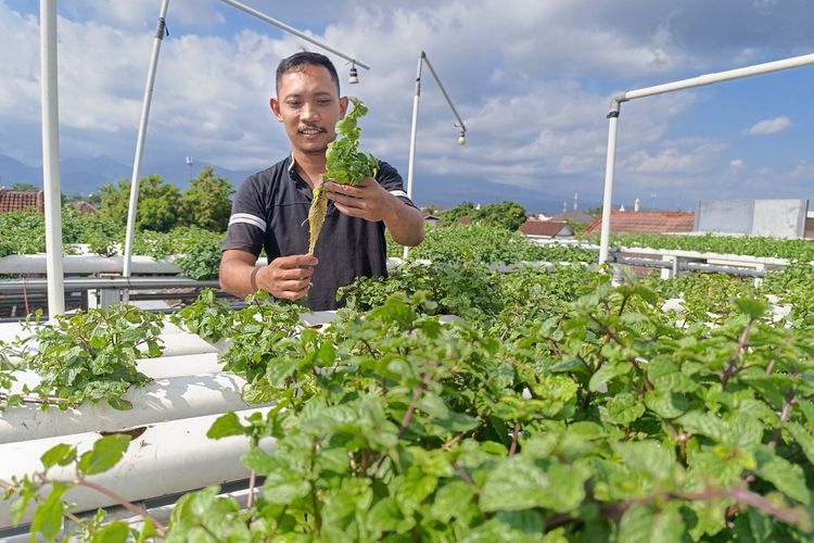 Bertani Hidroponik di Atap Rumah, Sarjana Teknik Ini Hasilkan Cuan dari Daun Mint