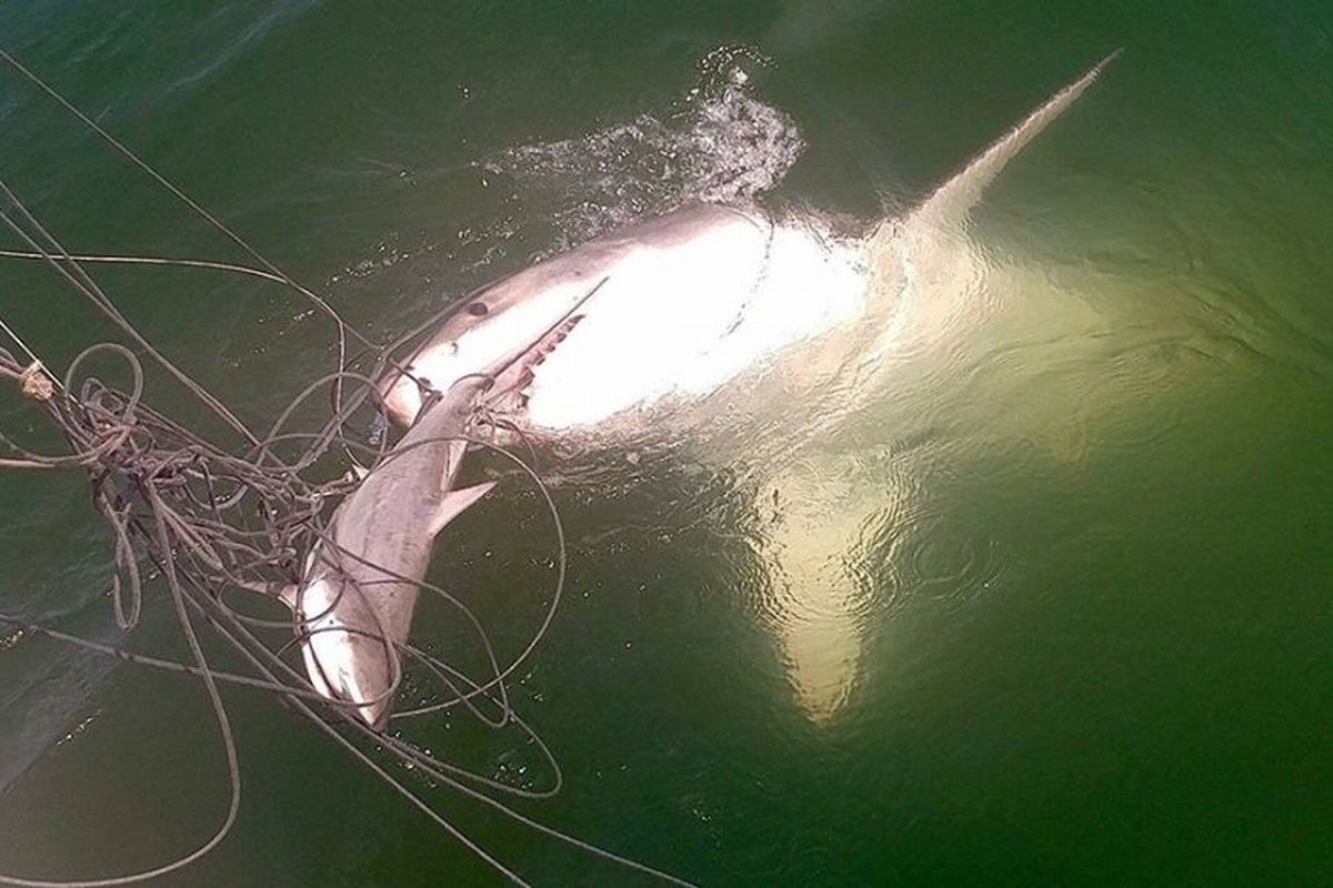 Hiu putih besar menyambar hiu blacktip yang ditangkap para peneliti di Virginia