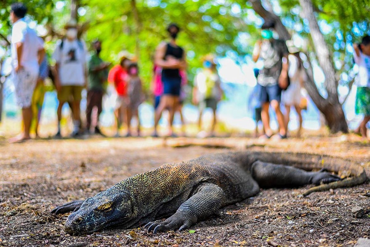 Foto dirilis Minggu (4/7/2021), memperlihatkan wisatawan melihat komodo di Taman Nasional Komodo, Nusa Tenggara Timur. Pandemi Covid-19 yang menghantam sektor pariwisata, membuat pemerintah terus melakukan penataan di kawasan Labuan Bajo dengan harapan dapat mendongkrak pertumbuhan ekonomi dan pariwisata yang menurun saat ini.