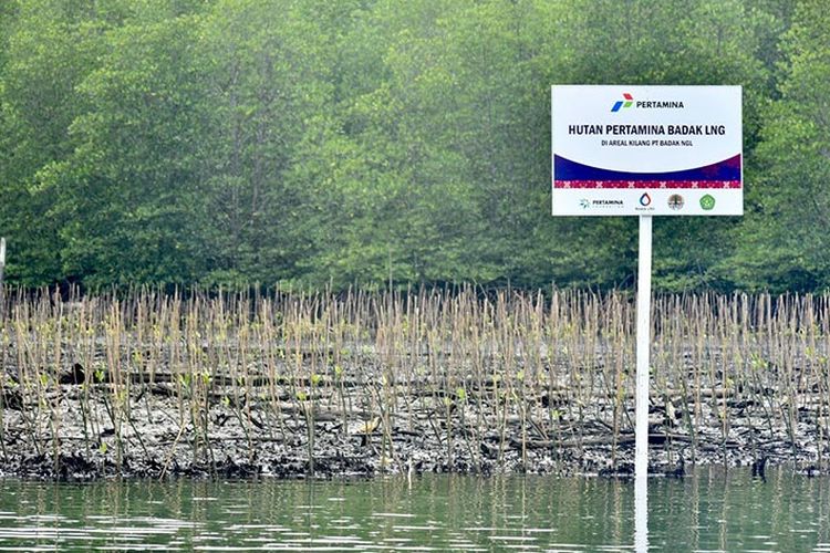 Hutan Pertamina Badak LNG. 

