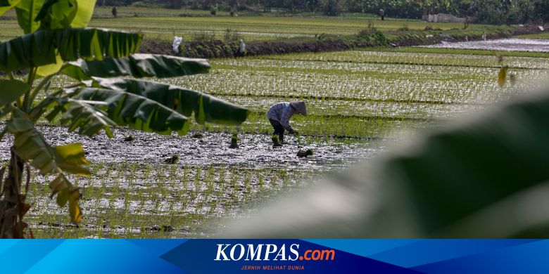 Petani di Luwu Timur, Sulsel Bakal Dapat Kompensasi Imbas Kebocoran Pipa Vale