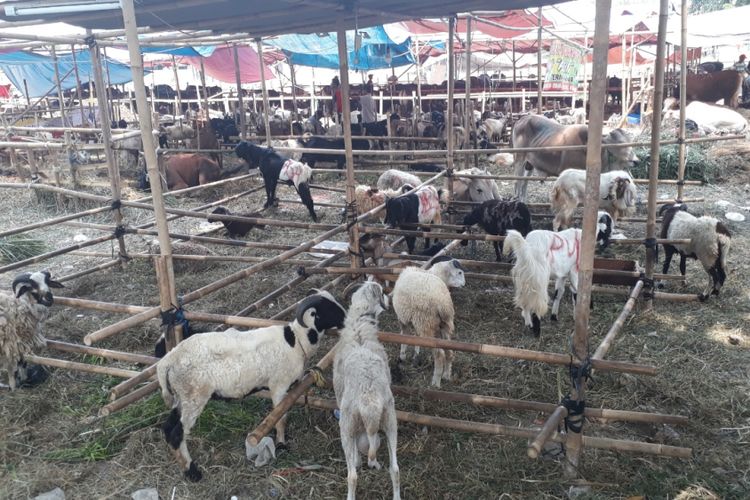 Pemerintah Kota Bekasi pastikan seluruh hewan kurban layak disembelih dan dikonsumsi, Selasa (21/8/2018).