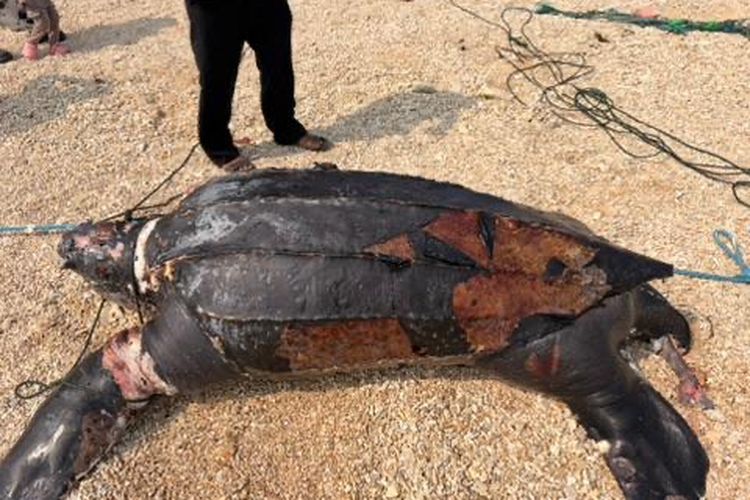 Penyu Belimbing Berbobot 200 Kg Ditemukan Mati di Perairan Sukabumi, Ada Luka di Tubuh dan Tali di Leher