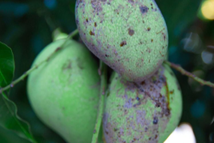 Ilustrasi mangga terserang embun jelaga