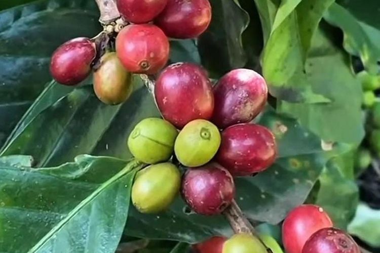 Kopi langka jenis Arabika Yellow Caturra yang tumbuh di lereng Gunung Raung.