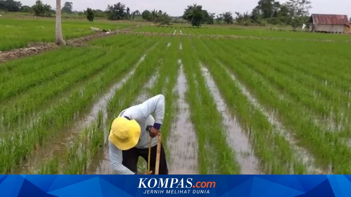 Sawah Rawa Pasang Surut