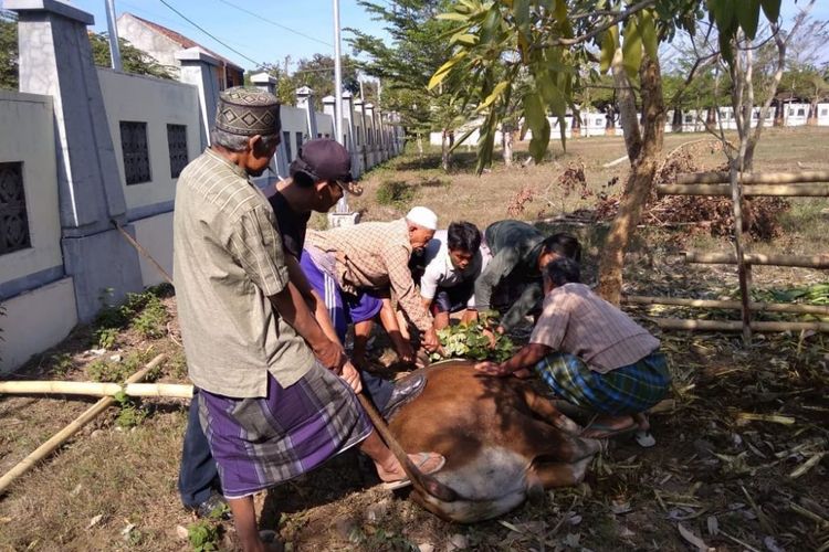 Kementerian Tenaga Kerja menyerahkan hewan-hewan kurban di beberapa titik lokasi bencana di Lombok Utara dan Lombok Timur pada Idul Adha 1439 Hijriah.
